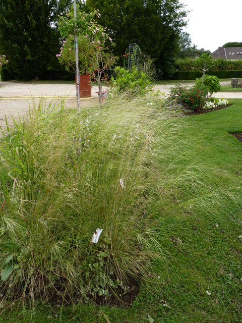 Stipa capillata